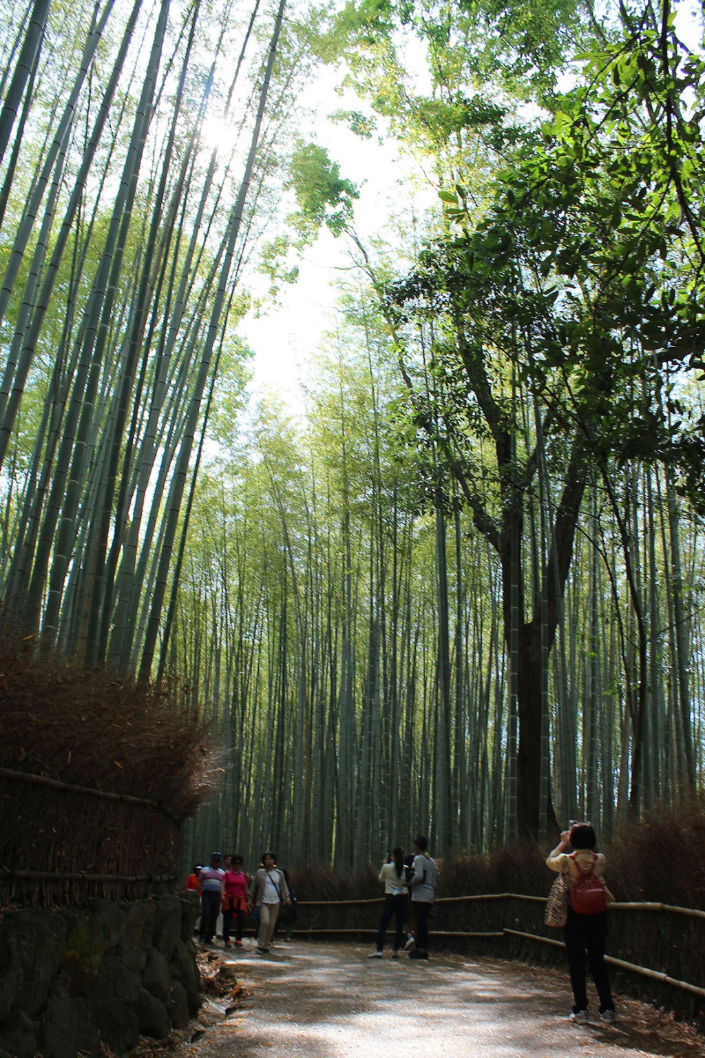 How to go to Arashiyama Bamboo Grove + about my Kimono Experience! | Kyoto Day Trip